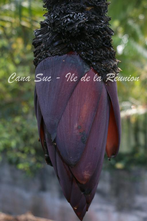 Cana Suc Sainte-Rose Exterior photo